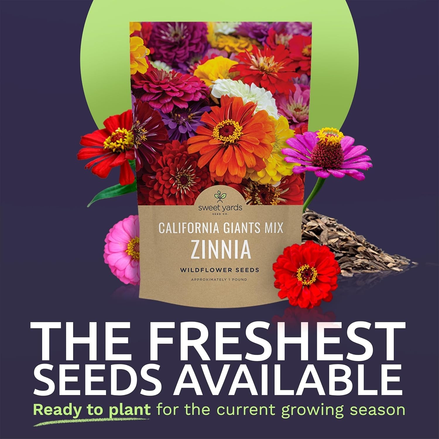 Zinnia California Mix – Over 48,000 Seeds