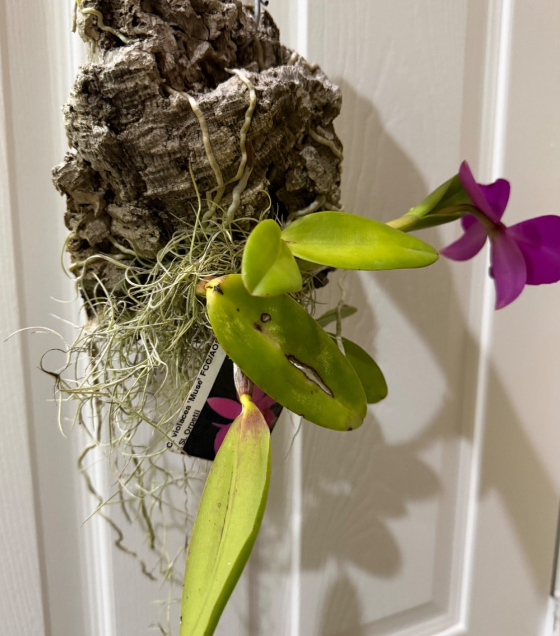 BLOOMING NOW C. violacea FCC/AOS x Sl. Orpetii AM/AOS Cattleya Orchid