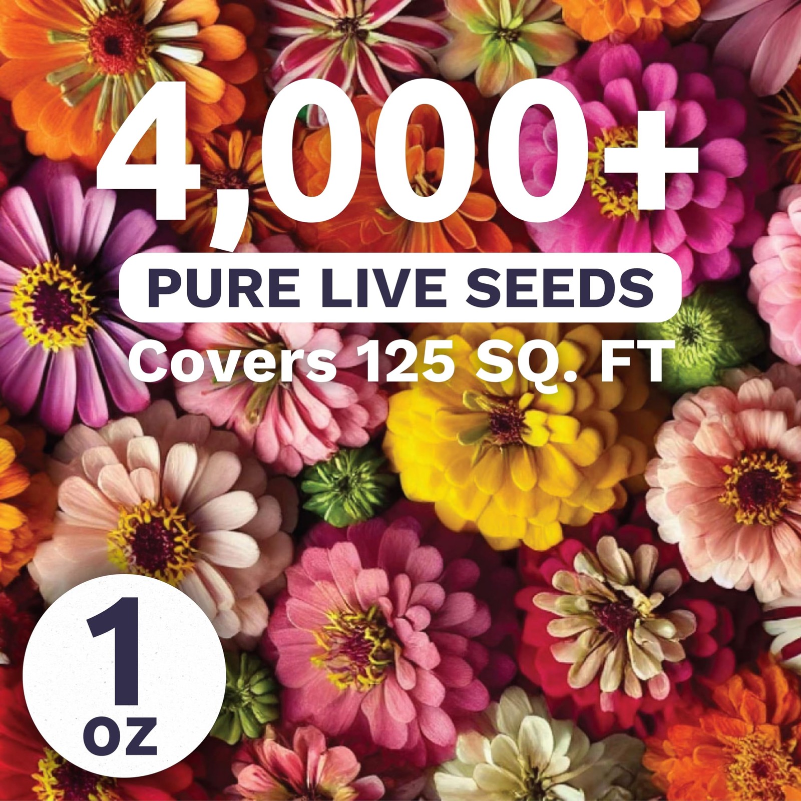 Zinnia Crazy Blend Flower Seeds, Large 1 Ounce Packet, 4,000 Seeds, elegans
