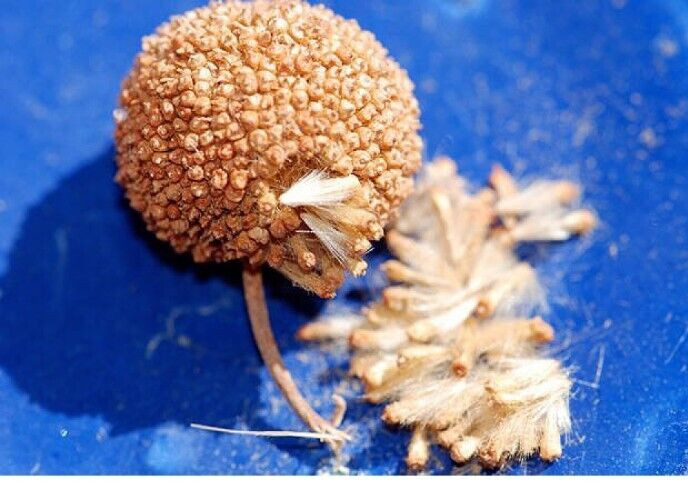 1000 to 1500 seeds of American Sycamore Platanus occidentalis Buttonwood tree