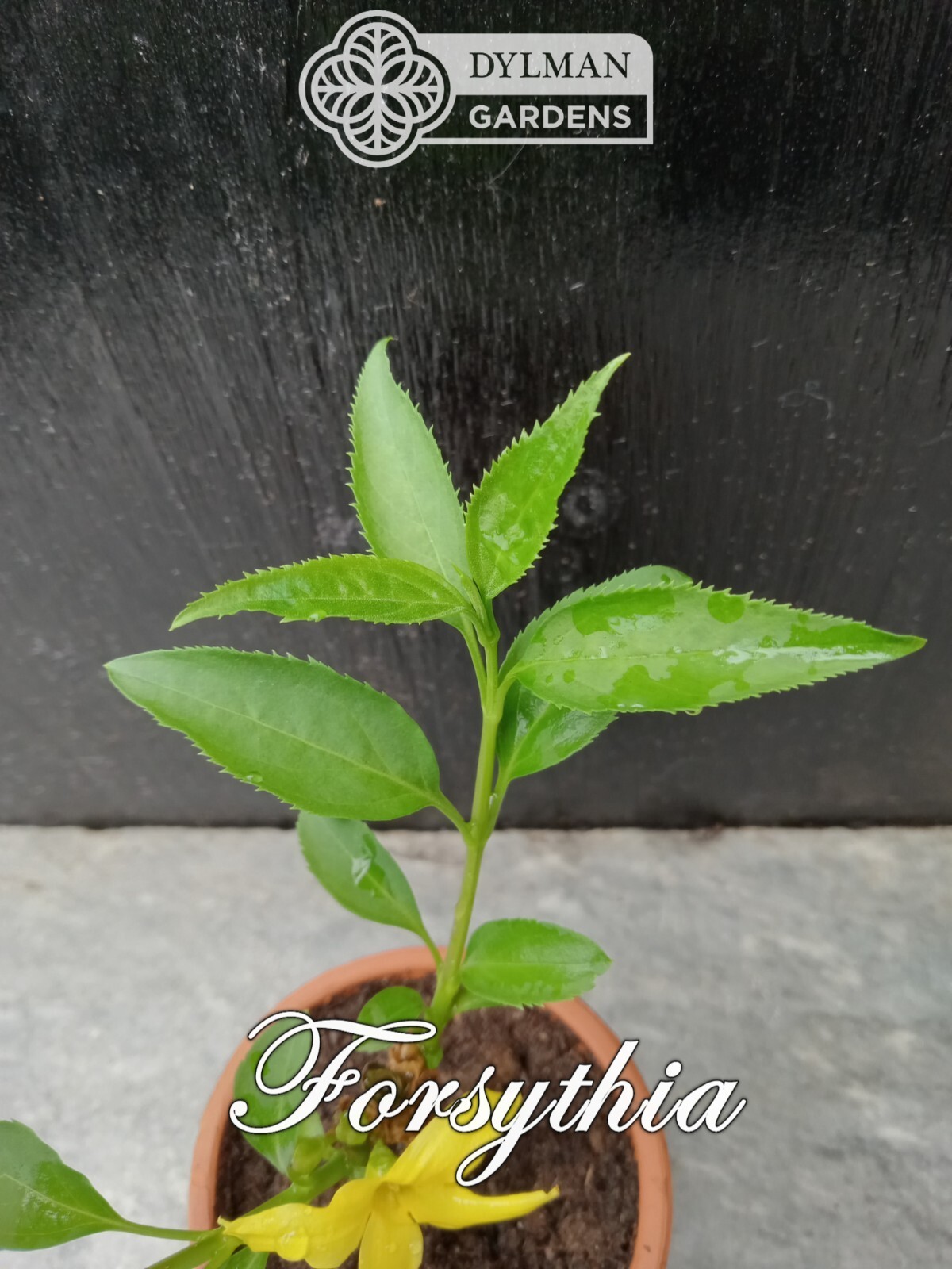 Forsythia Plant (Forsythia x intermedia) – Yellow Spring Blooms – Multiple Sizes