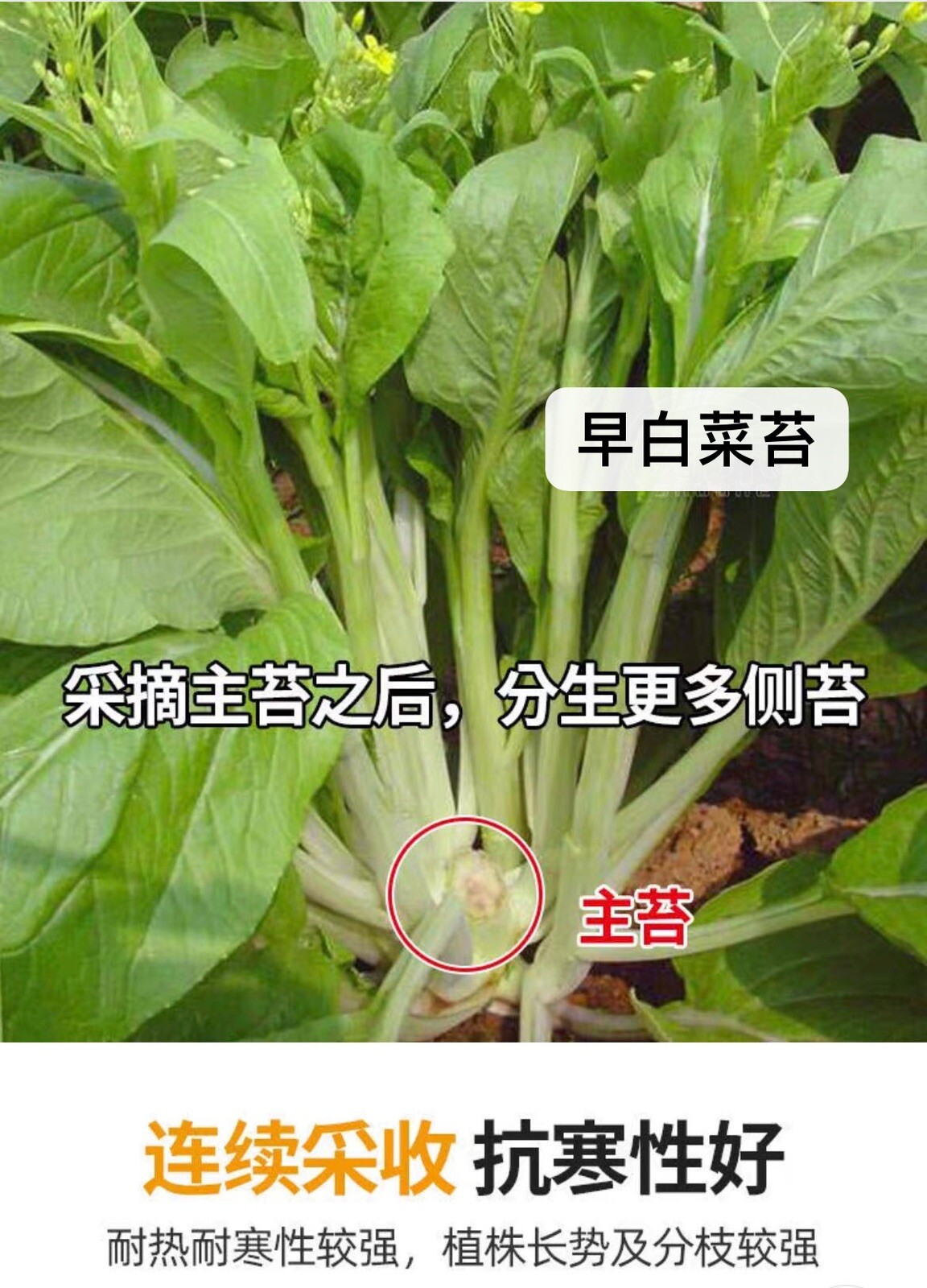 300+ early bok choy tai seeds 300多粒早白菜苔种子 2023年产新种子