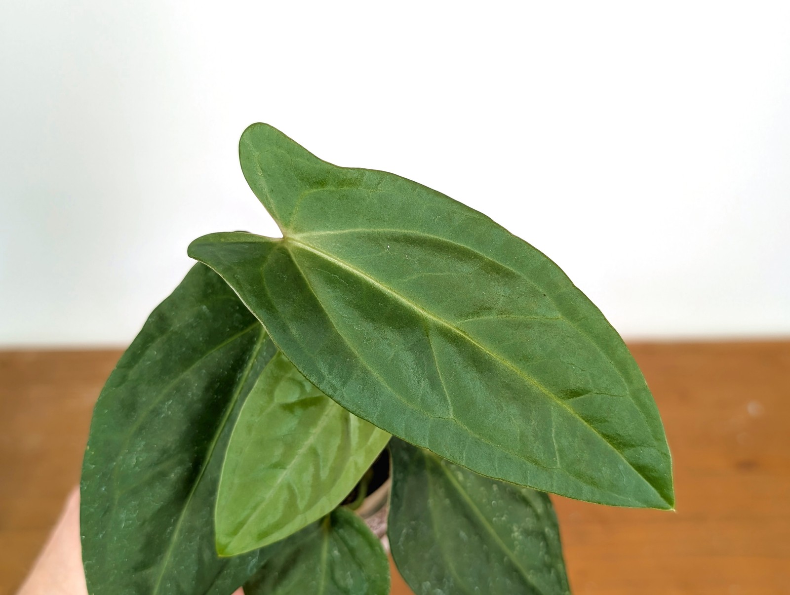 Anthurium Amazon Rabbit (Forgetii x Pinkleyi)