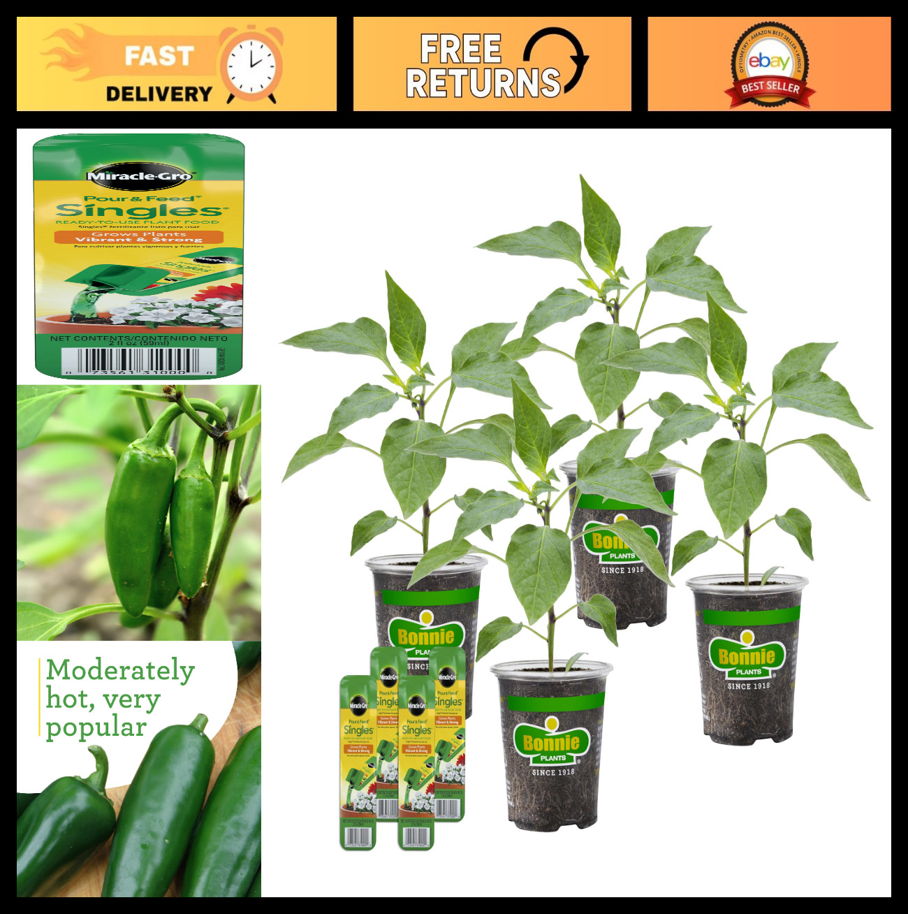 Jalapeno Hot Pepper Live Plants with Miracle-Gro Plant Food, 4-Pack for Gardens