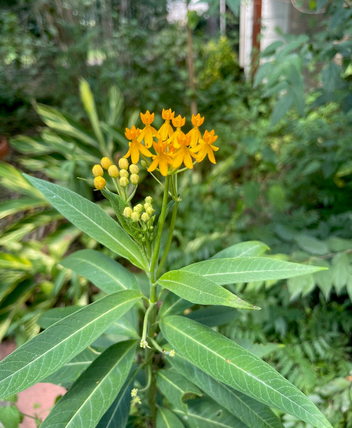 Butterfly Weed – Perennial Flower – 1 Root