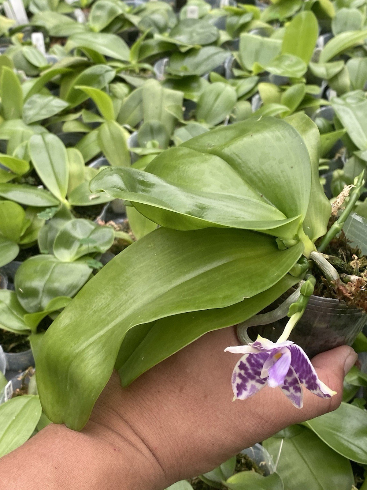 Original Phal Phalaenopsis LL Blue Wave x LL Blue Owl-FRAGRANT