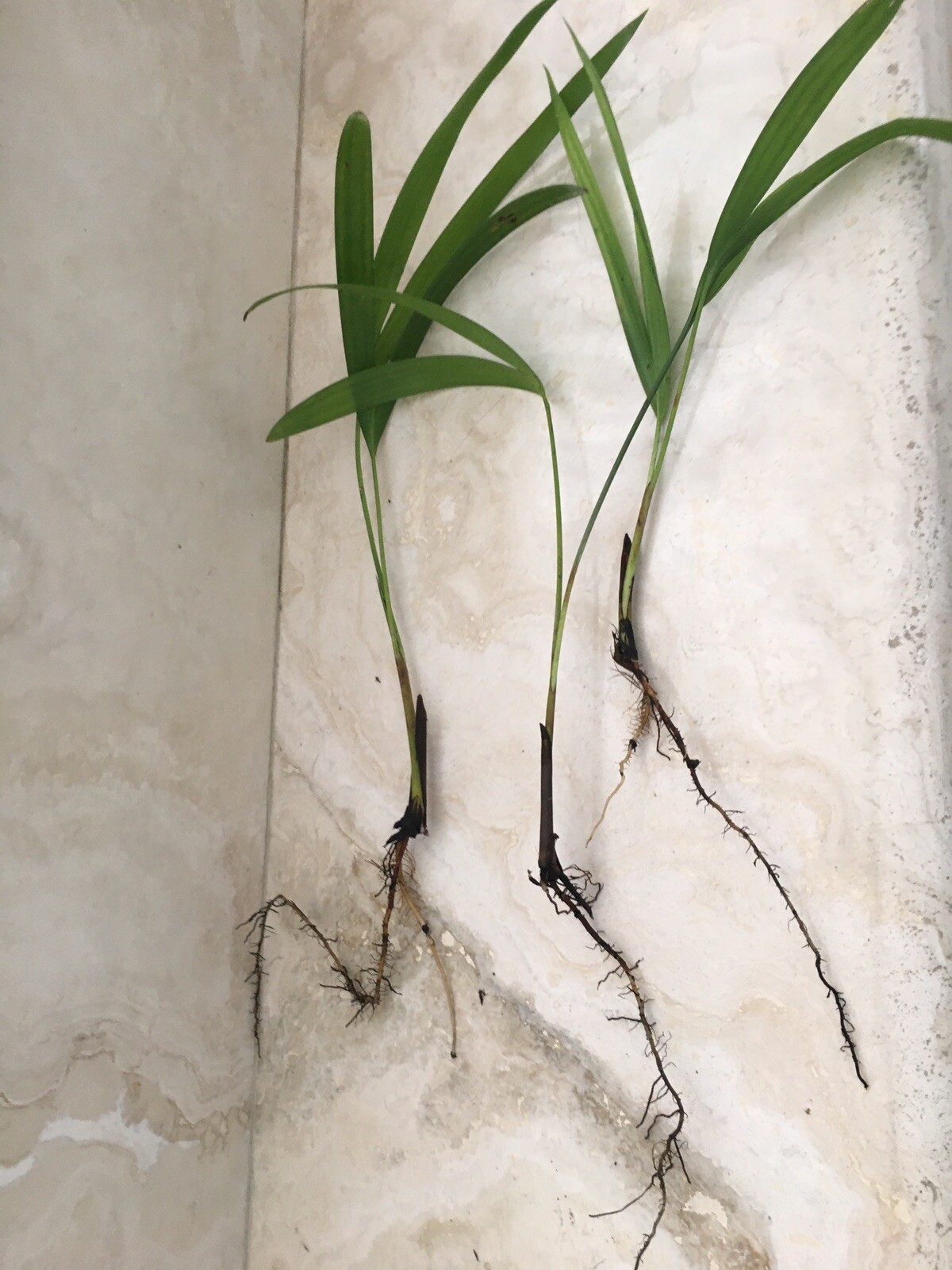 6 Areca palm 8” Starter seedling LIVE PLANTS! Fully Rooted! VERY Healthy!