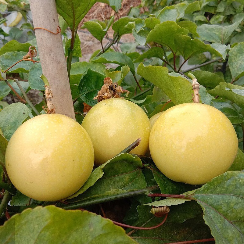 15+ Golden Passion Fruit Seeds Sweet Granadilla Yellow Passion Fruit Seeds USA