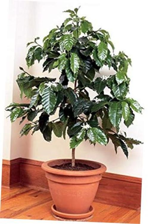 Seeds Arabian Coffee Tree Dwarf Mountain Perennial Garden Flowers for Planting