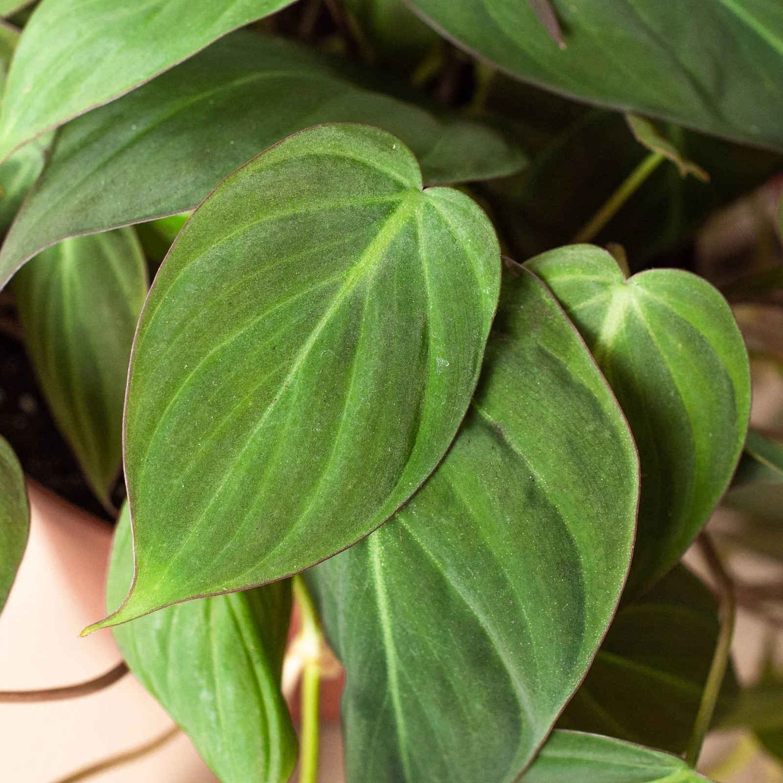 Philodendron ‘Velvet’ • Velvety Dark Green Leaves • Rare Textured Beauty