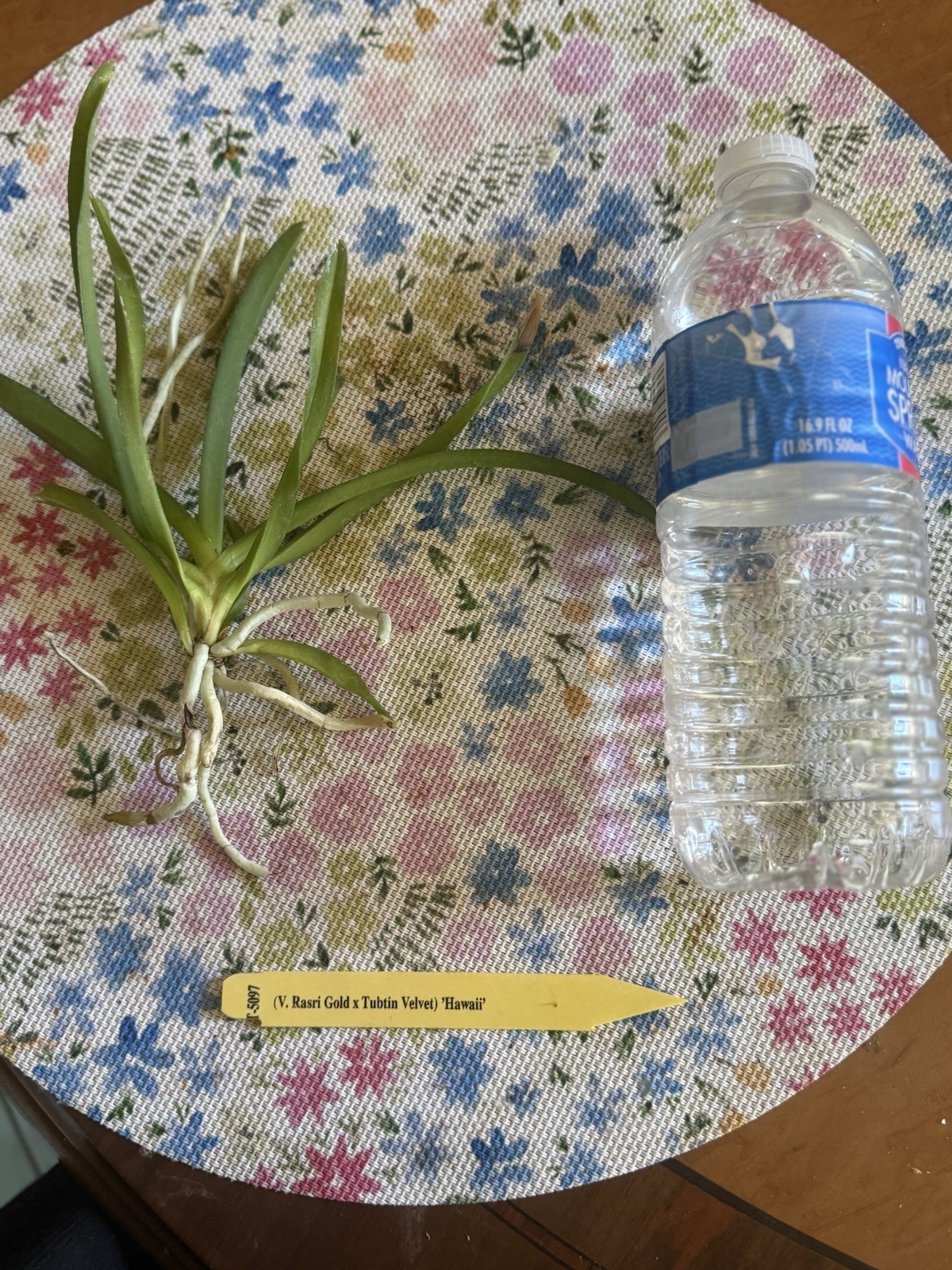 ORCHID PLANTS vanda Gold x Tubin Velvet Hawaii seedling size