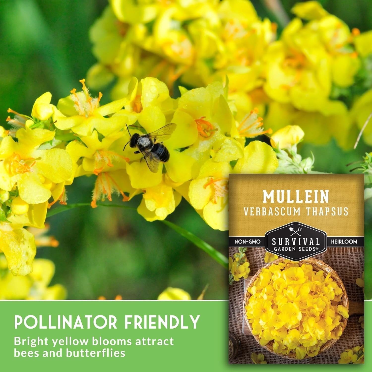 Sustainable Heirloom Mullein Seeds – High Germination Rate for Herbalist Gardens