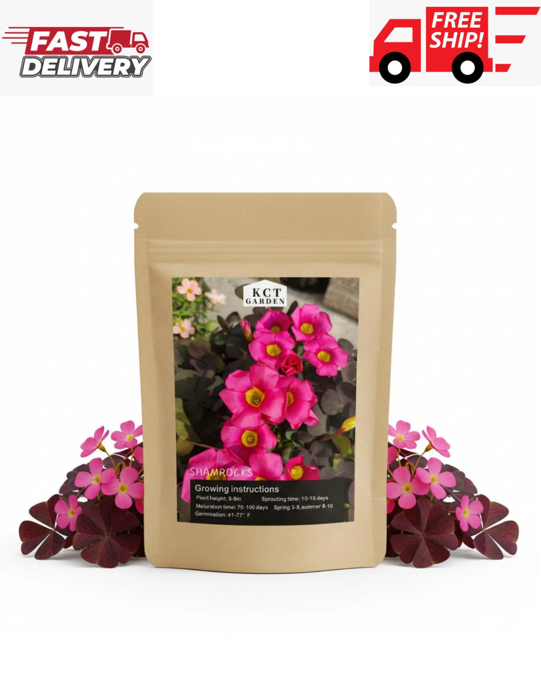 12 Purple Shamrock Bulbs Oxalis Triangularis for Planting, Flower Bulbs Indoo…