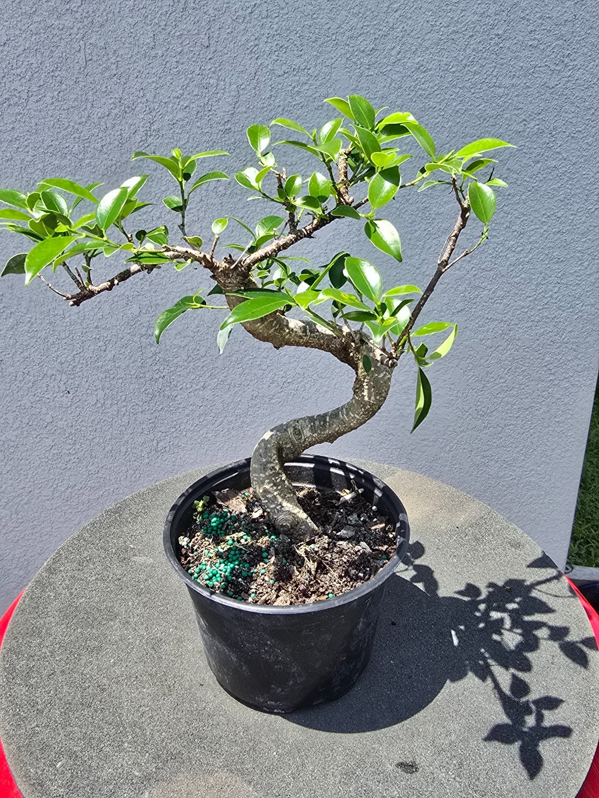 Tiger bark ficus pre bonsai medium #1