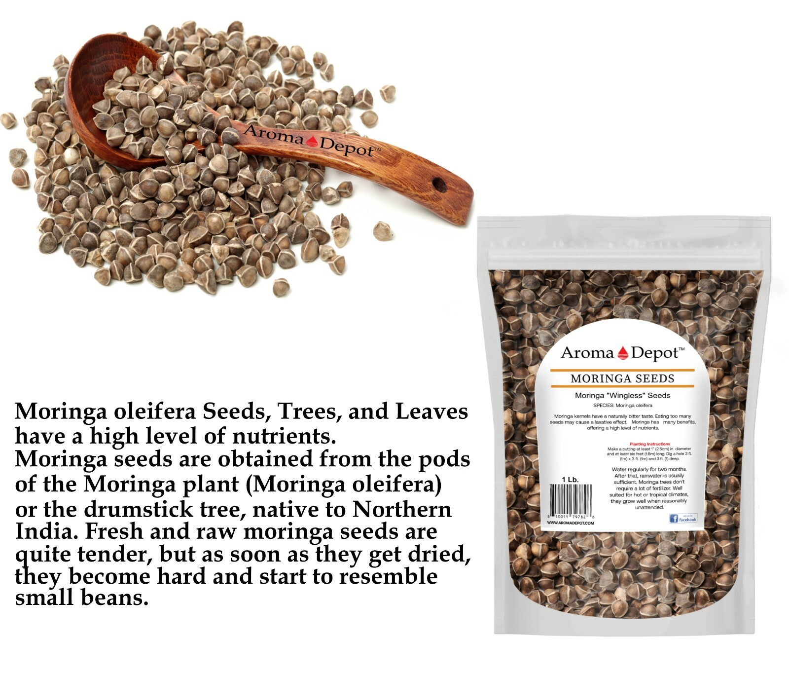 4 oz. Moringa Seeds 400 Fresh Semilla de Moringa oleifera 5 Pouches Malunggay