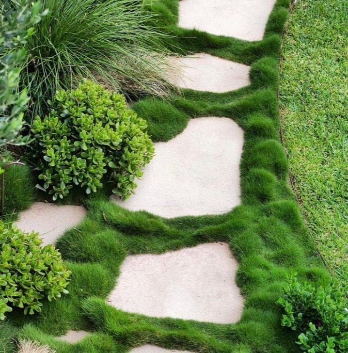 Rare Zoysia tenuifolia, also known as Korean Grass,- as pictured- very limited
