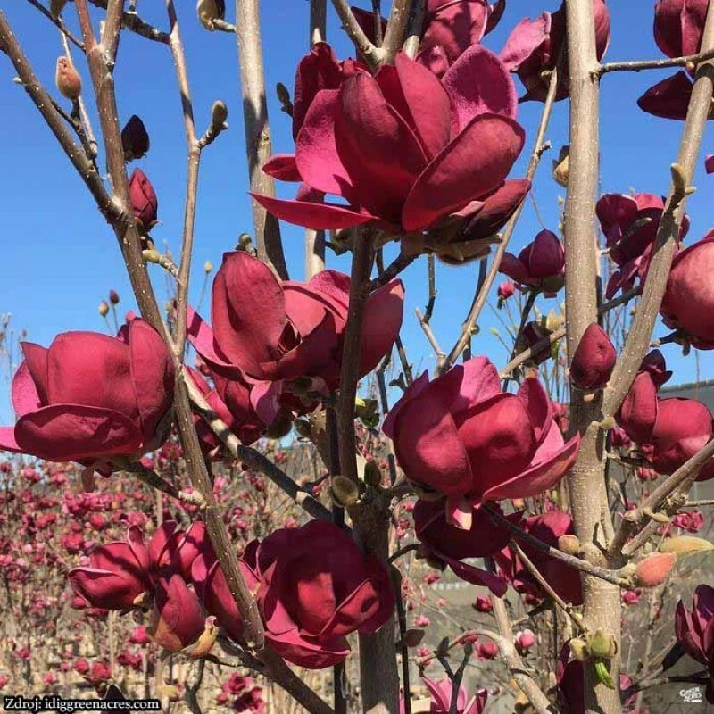 Genie~Magnolia Hybrid Tree~Deep Plum purple Fragrant Blooms! Large 1 Gallon Pot
