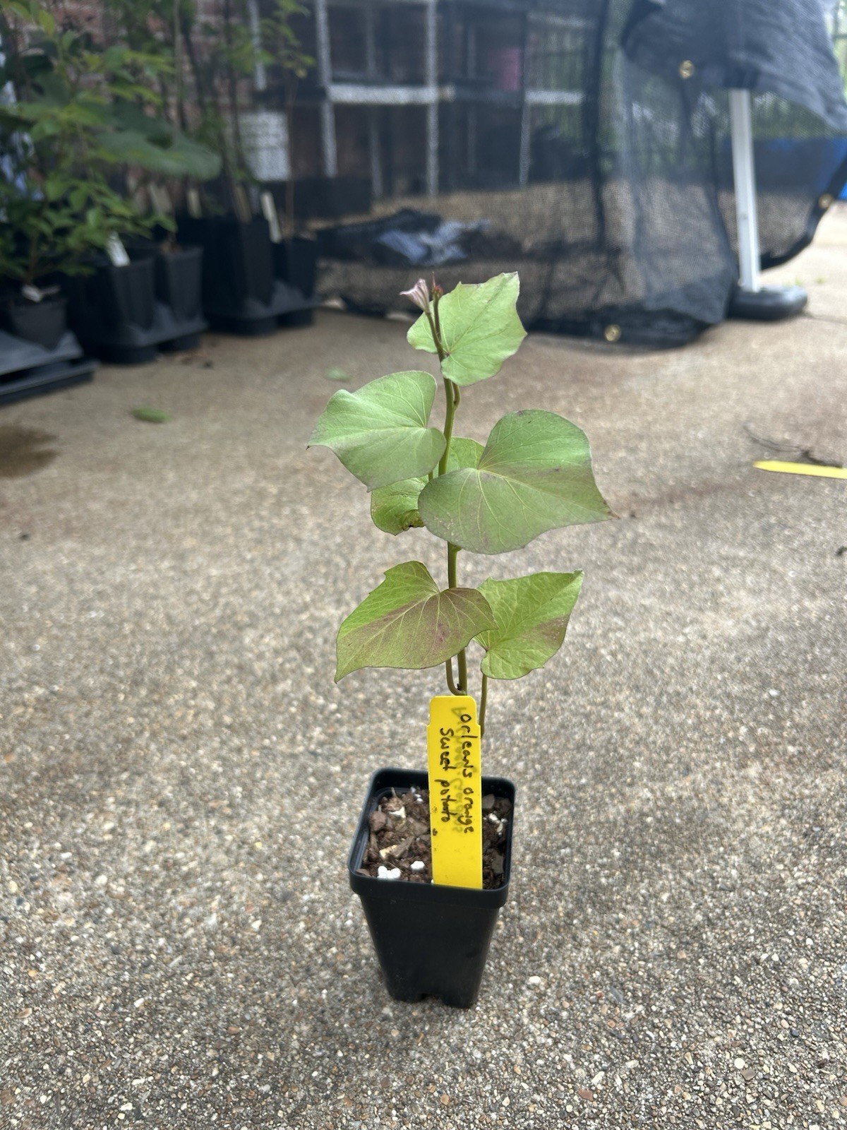 Potted Sweet Potato Plant – Orleans Orange- Vining Type- Non GMO & Chemical Free