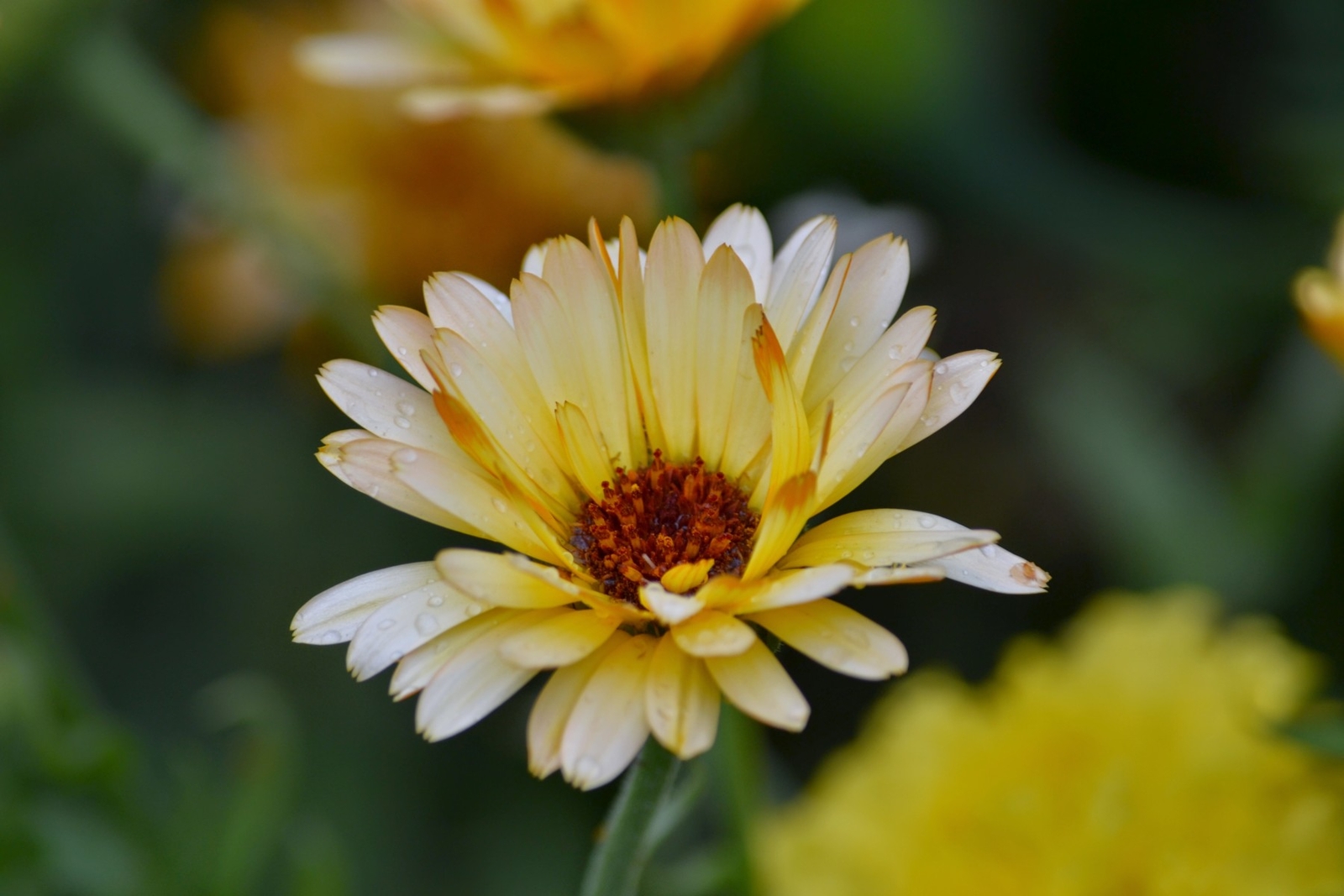 500 TRIANGLE FLASHBACK MARIGOLD Seeds (Calendula officinalis) | Free shipping