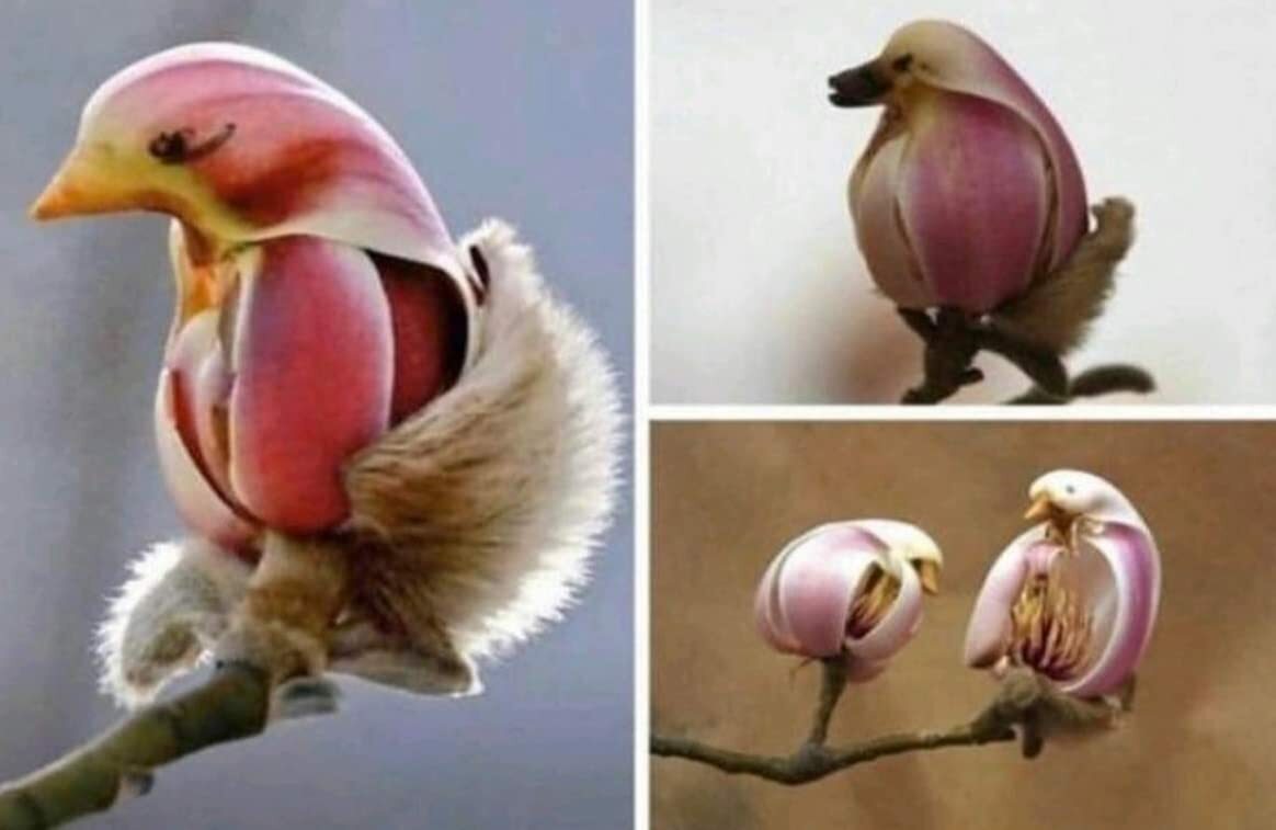 5 Yulan Magnolia Tree Seeds to Plant Spring Buds Look Like Pink Birds