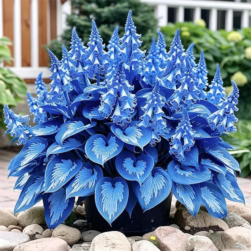 220+ Mix Hosta Seeds for Planting – Shade Tolerant, Perennial Foliage Plant, Ide