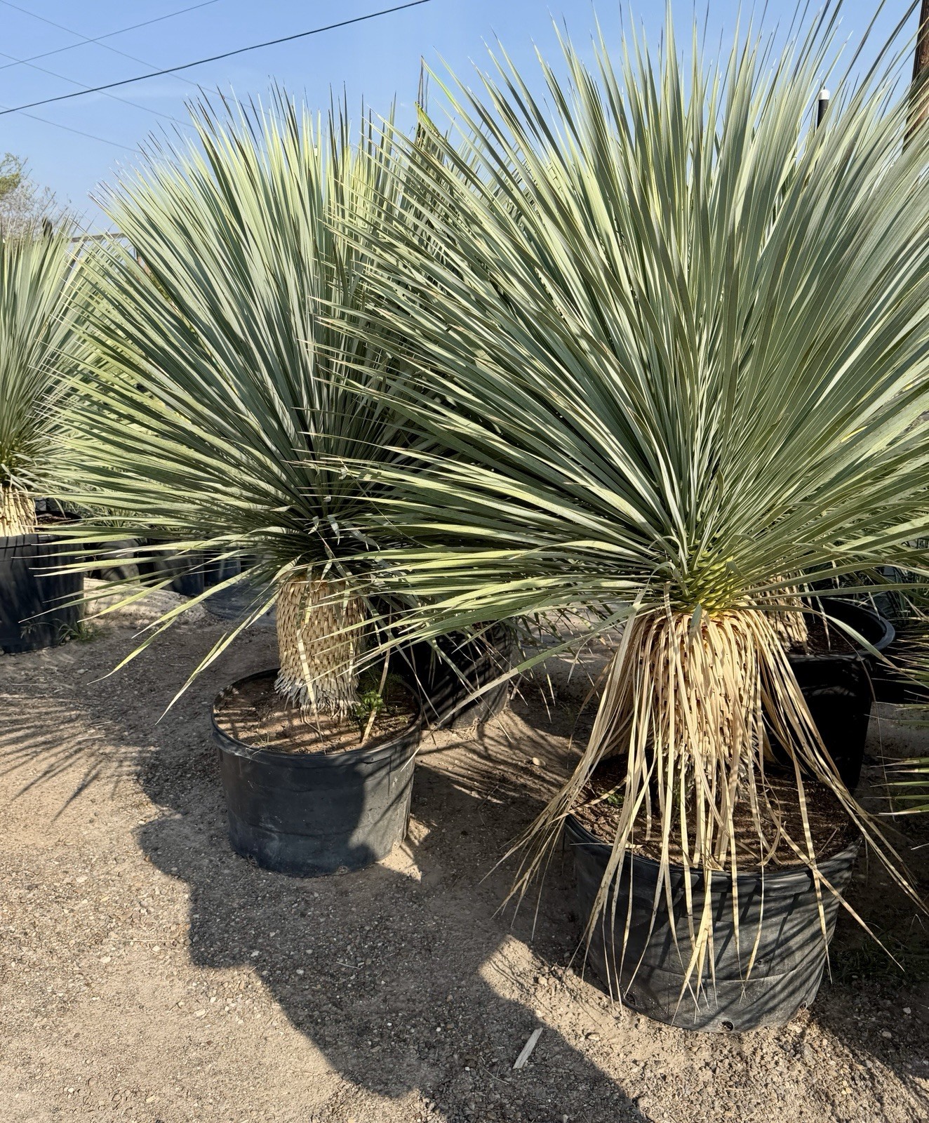 BLUE BIG BEND YUCCA ROSTRATA HARDY SUCCULENT LIVE PLANT 4 Feet TALL Bared Root