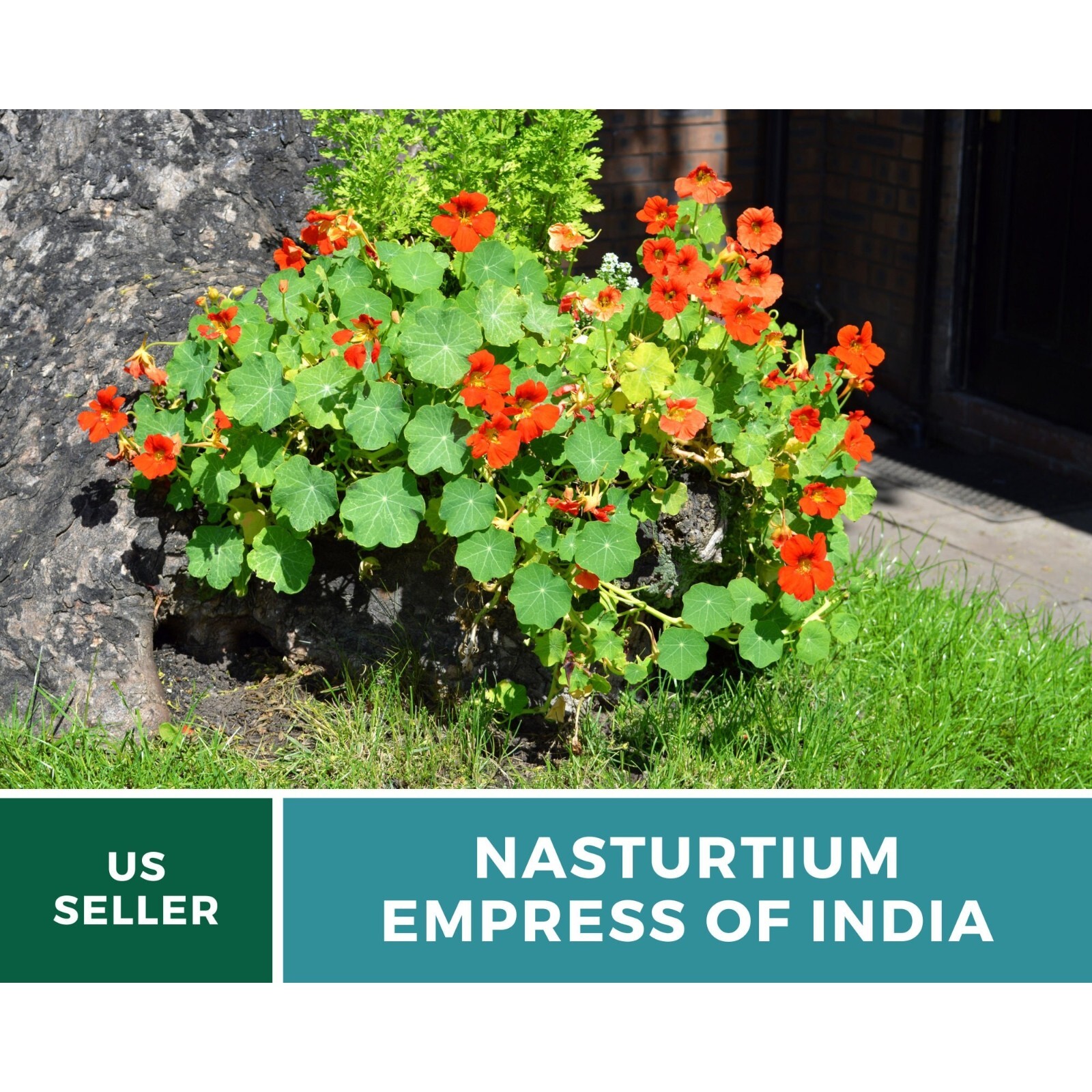 Nasturtium, Empress of India – Heirloom Seeds (Tropaeolum nanum)