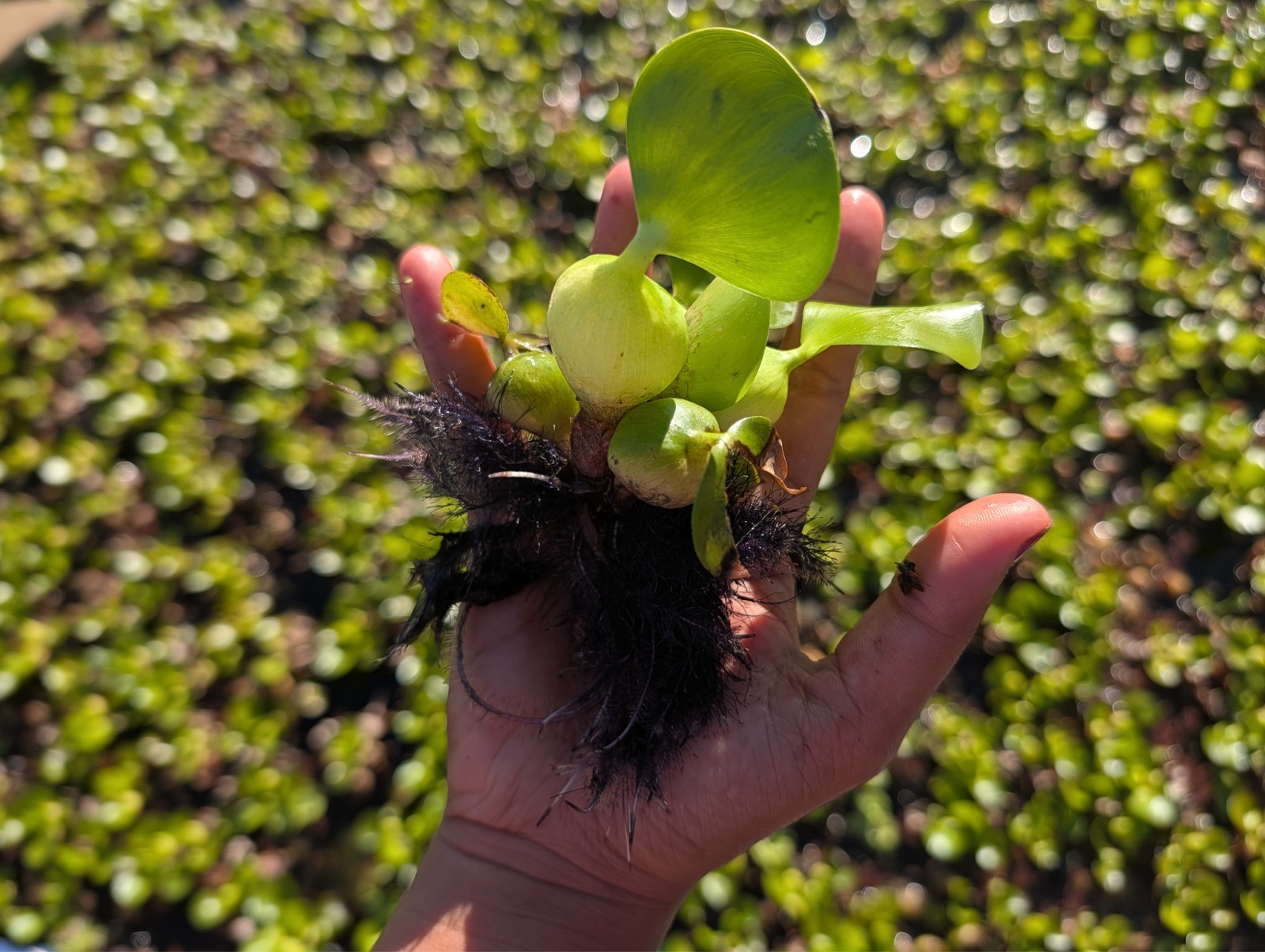 10x Live Water Hyacinth Pond Plants PALM SIZE