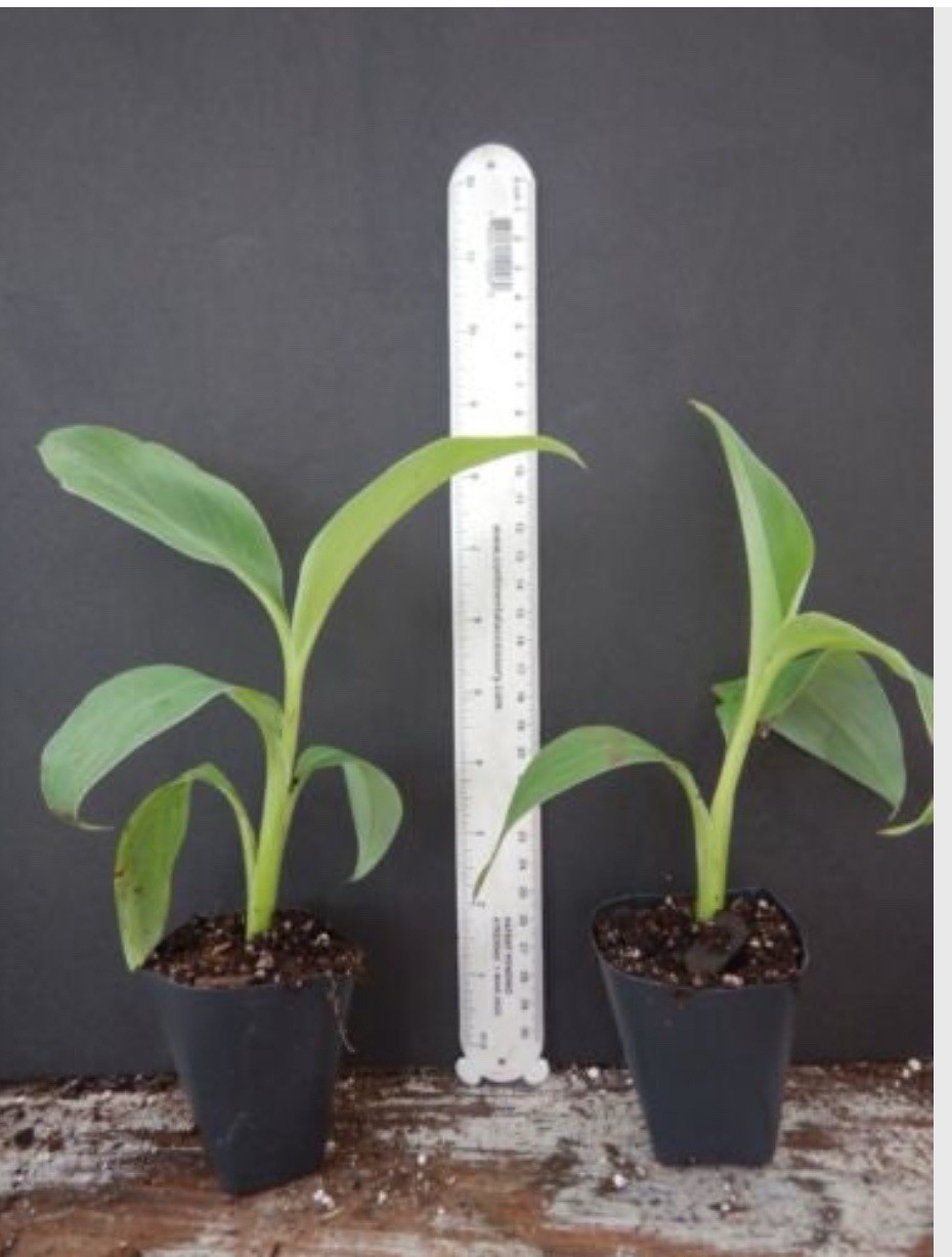 Chinese Dwarf Yellow Banana / Golden Lotus Musella Lasiocarpa Live Starter Plant