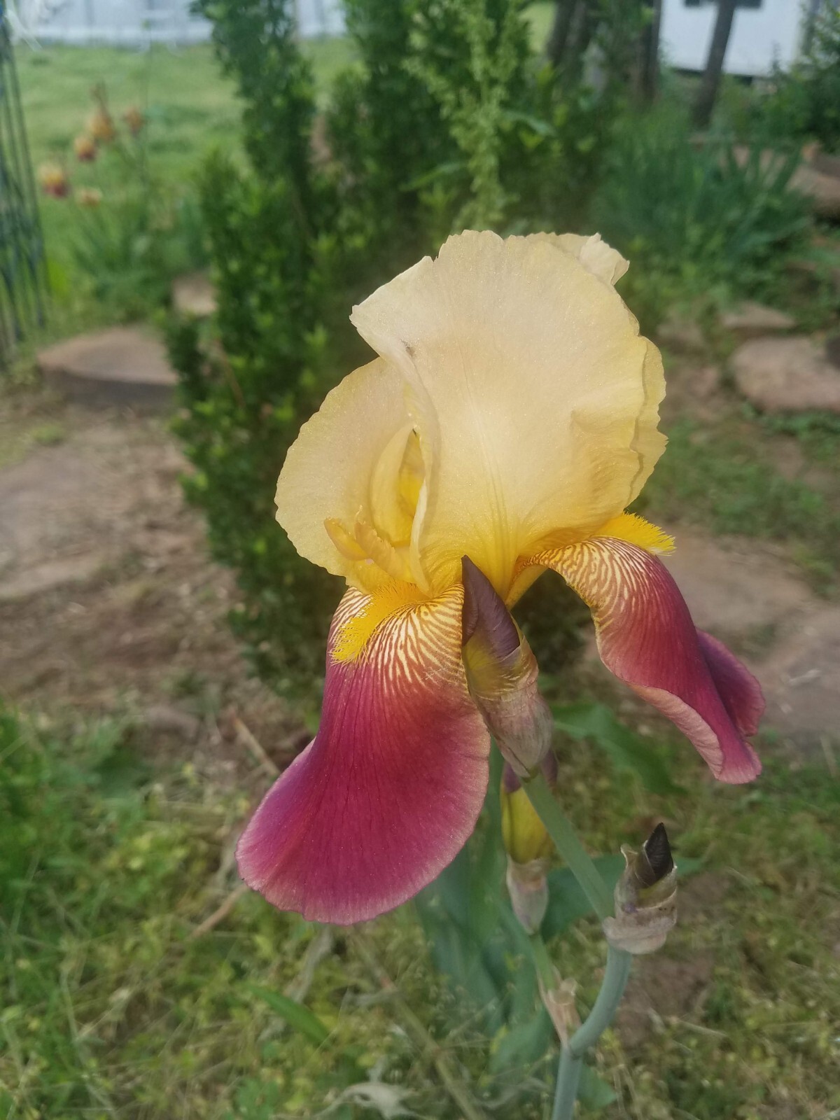 5x MIXED VARIETIES/COLORS IRIS Bulbs/Rhizomes FRESH