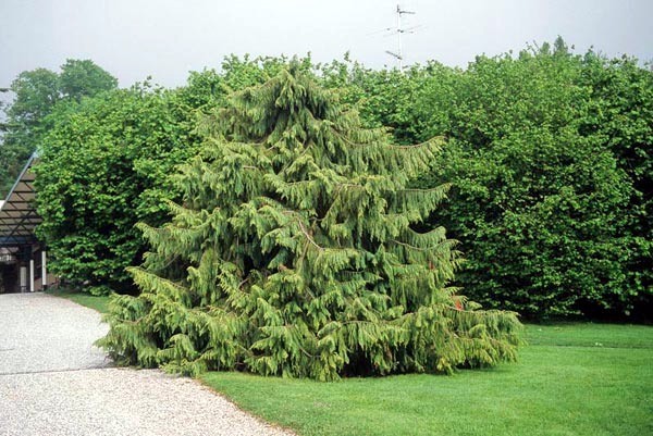 Taiwan Cedar Coffin Tree Seeds (Taiwania cryptomerioides) Rare Evergreen Conifer