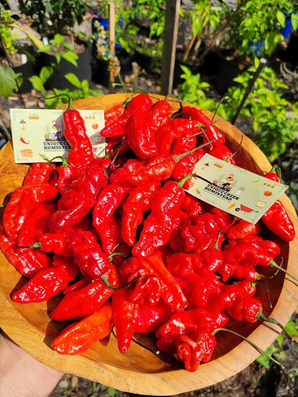 Leviathan Gnarly Scorpion Pepper 25 Seeds Red Chili Peppers 750,000+ Scoville