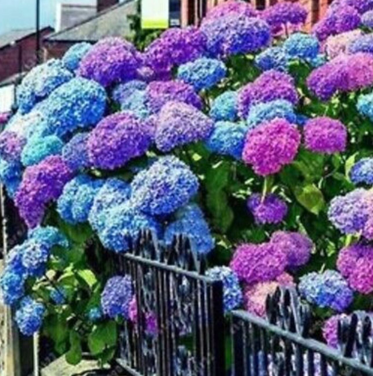 25 Seeds Blue Pink & Purple Hydrangea Seed Flower Perennial