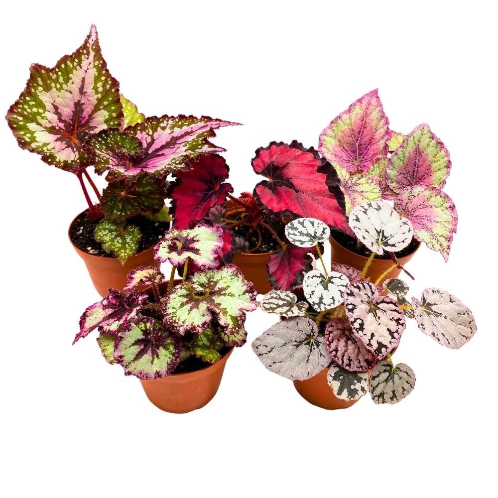 Harmony’s Begonia Rex Assortment, 4 inch 5 Different Colorful Rex Begonias