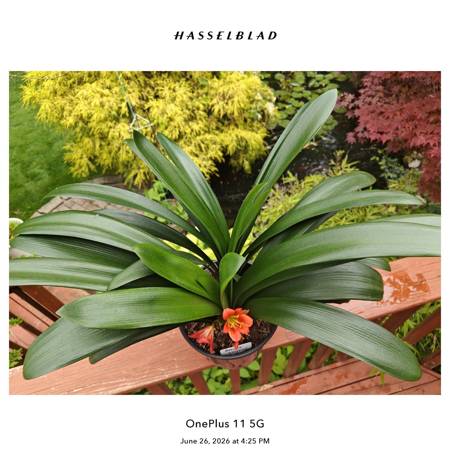 One Adult Brownz Flower Clivia Plant, First Year Blooming.