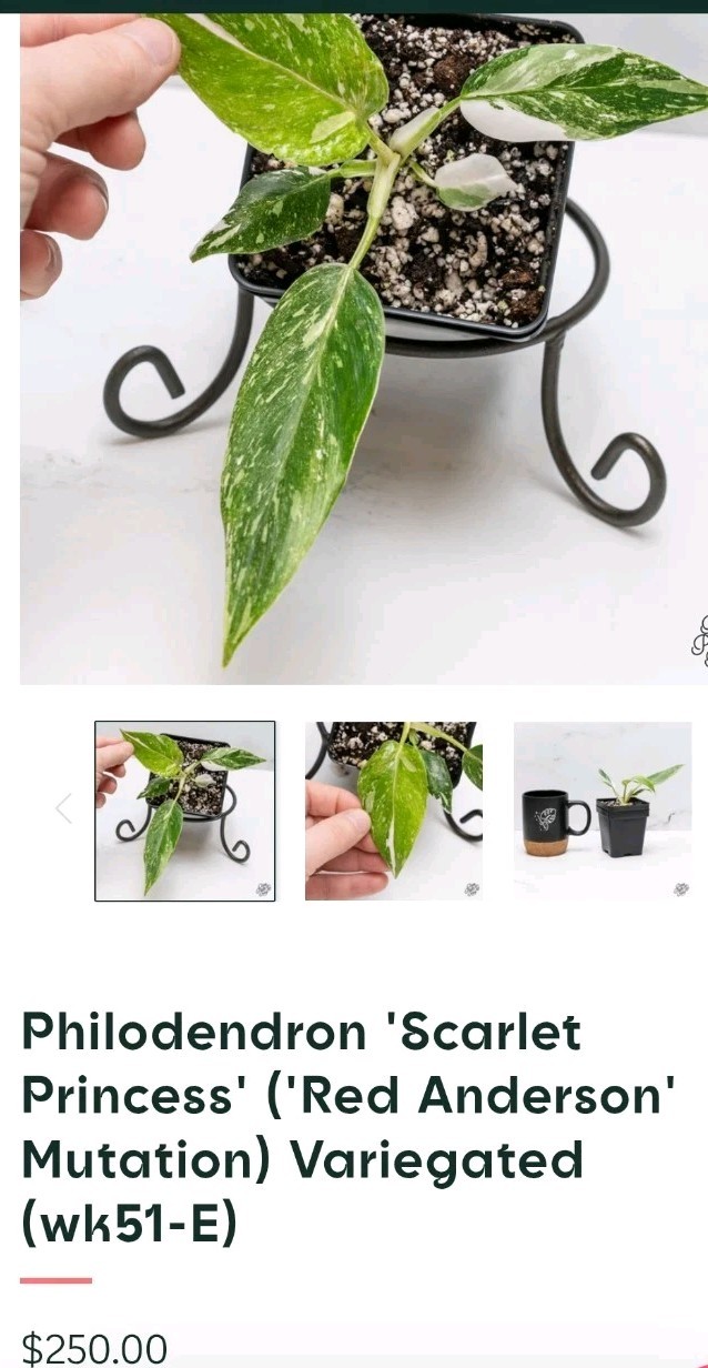 Rare Philodendron Scarlet Princess 16″ Tall Multi Branch Not Anthurium Monstera