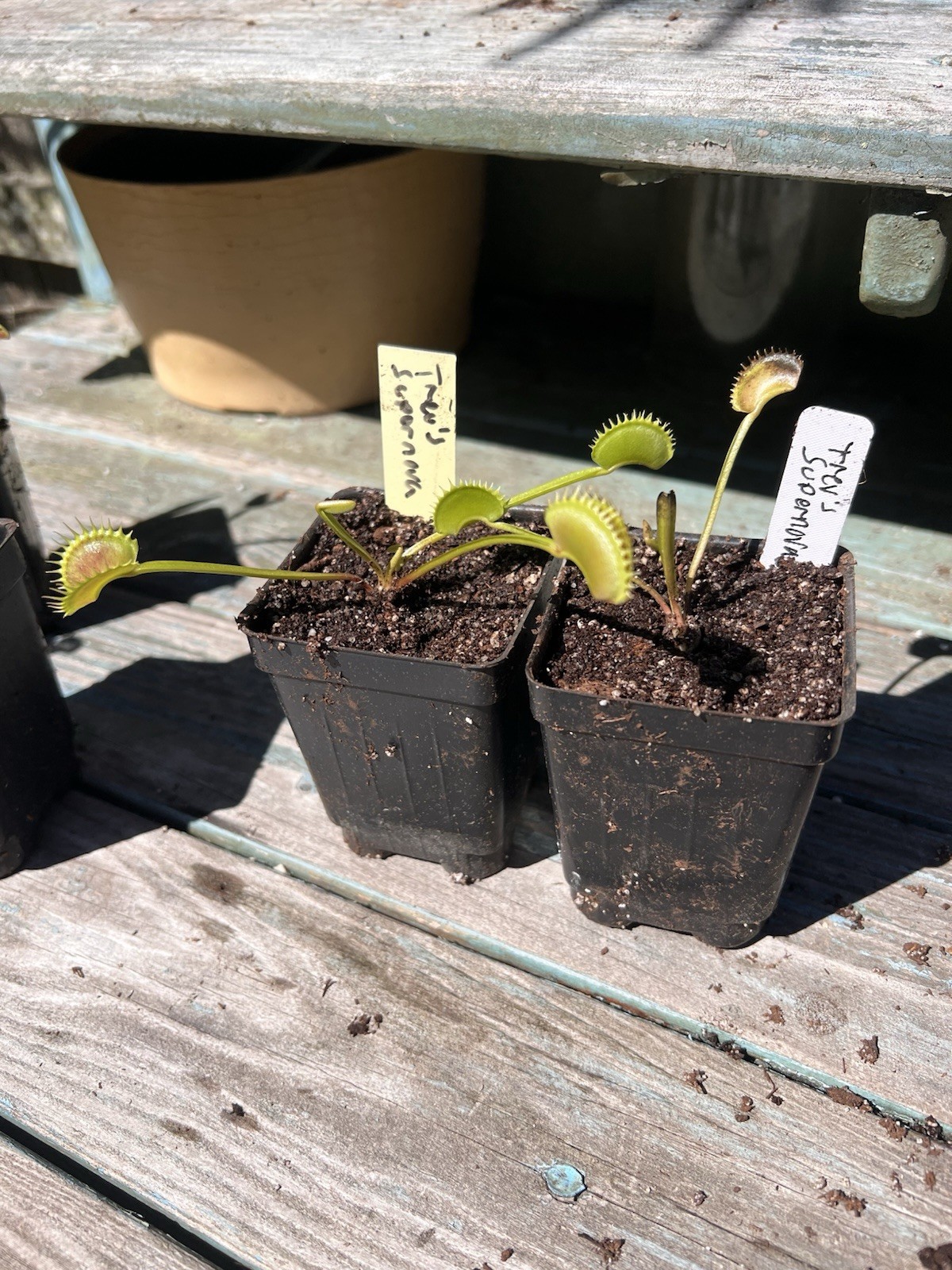 Dionaea Muscipula Venus Flytrap Trev’s Supernova Medium Division