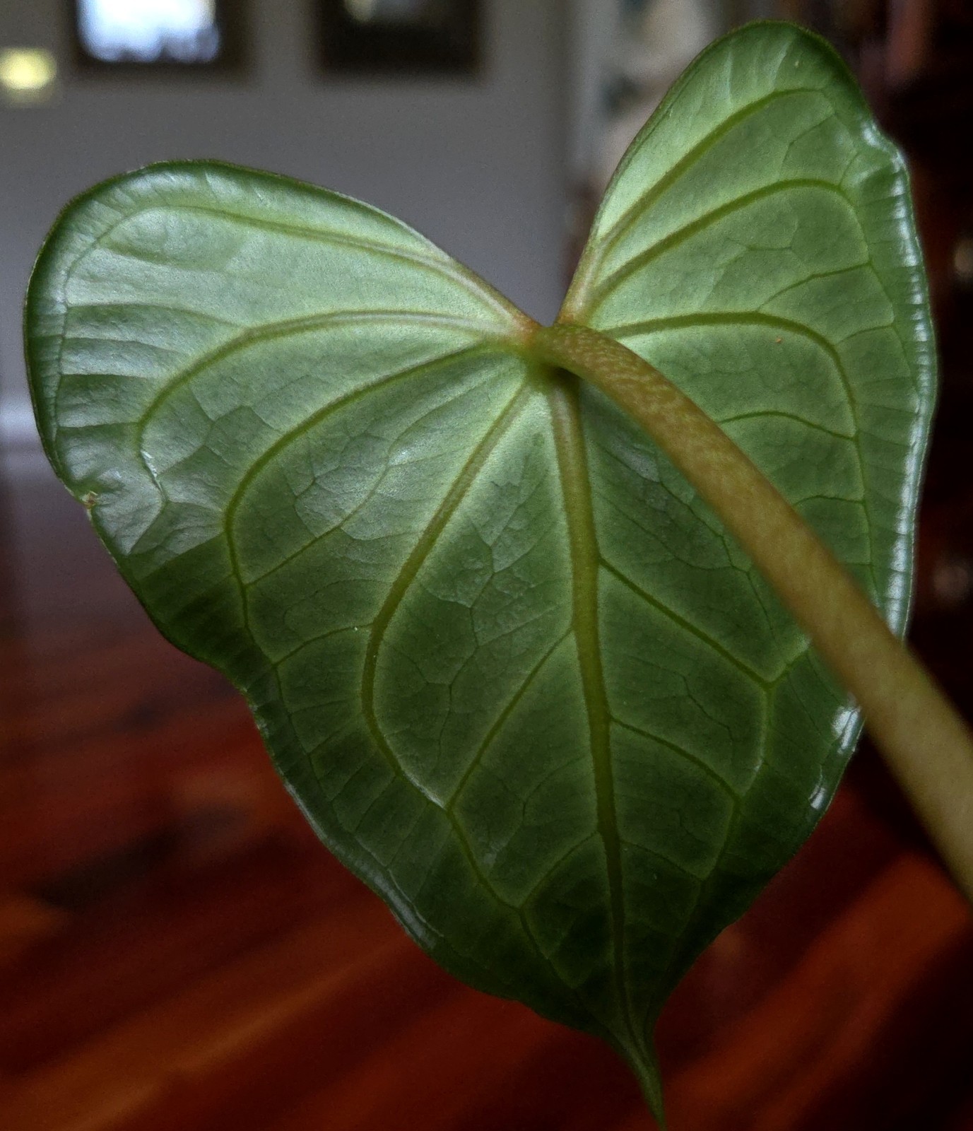 Rare Anthurium Clarinervium X Pedatoradiatum 20″ Tall Not Philodendron Monstera