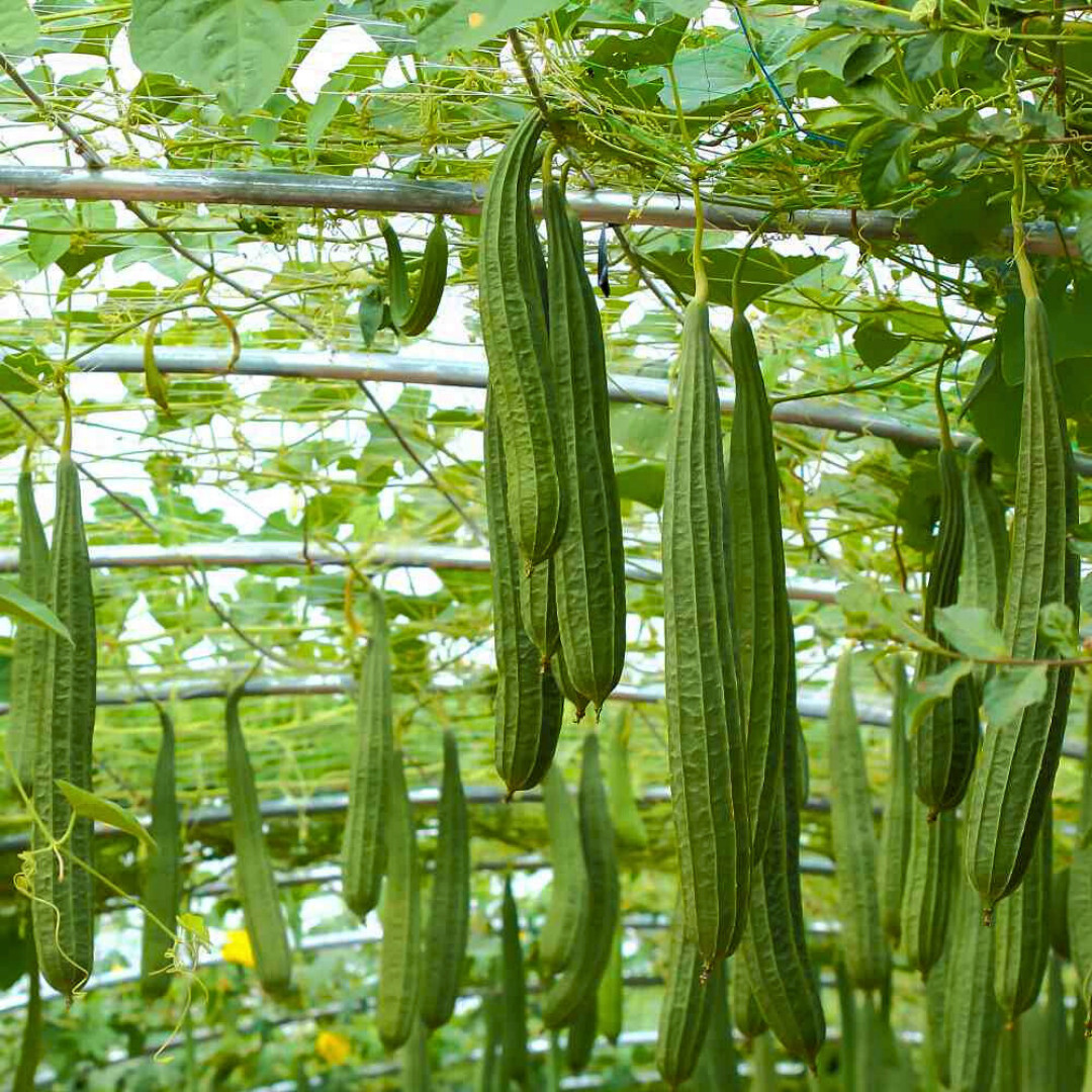 Fresh Chinese Okra Seeds | 15 Seeds | Heirloom Non-GMO | Asian Vegetable Seeds