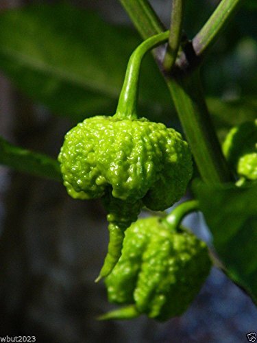 Carolina Reaper – (10 Organic Seeds) the World’s Hottest Chilli