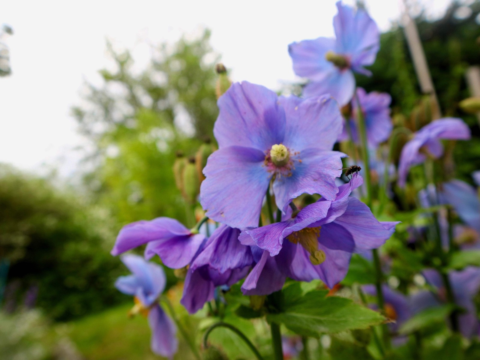 10 MIXED HIMALAYAN POPPY Blue Red Violet Meconopsis Napaulensis Mix Flower Seeds