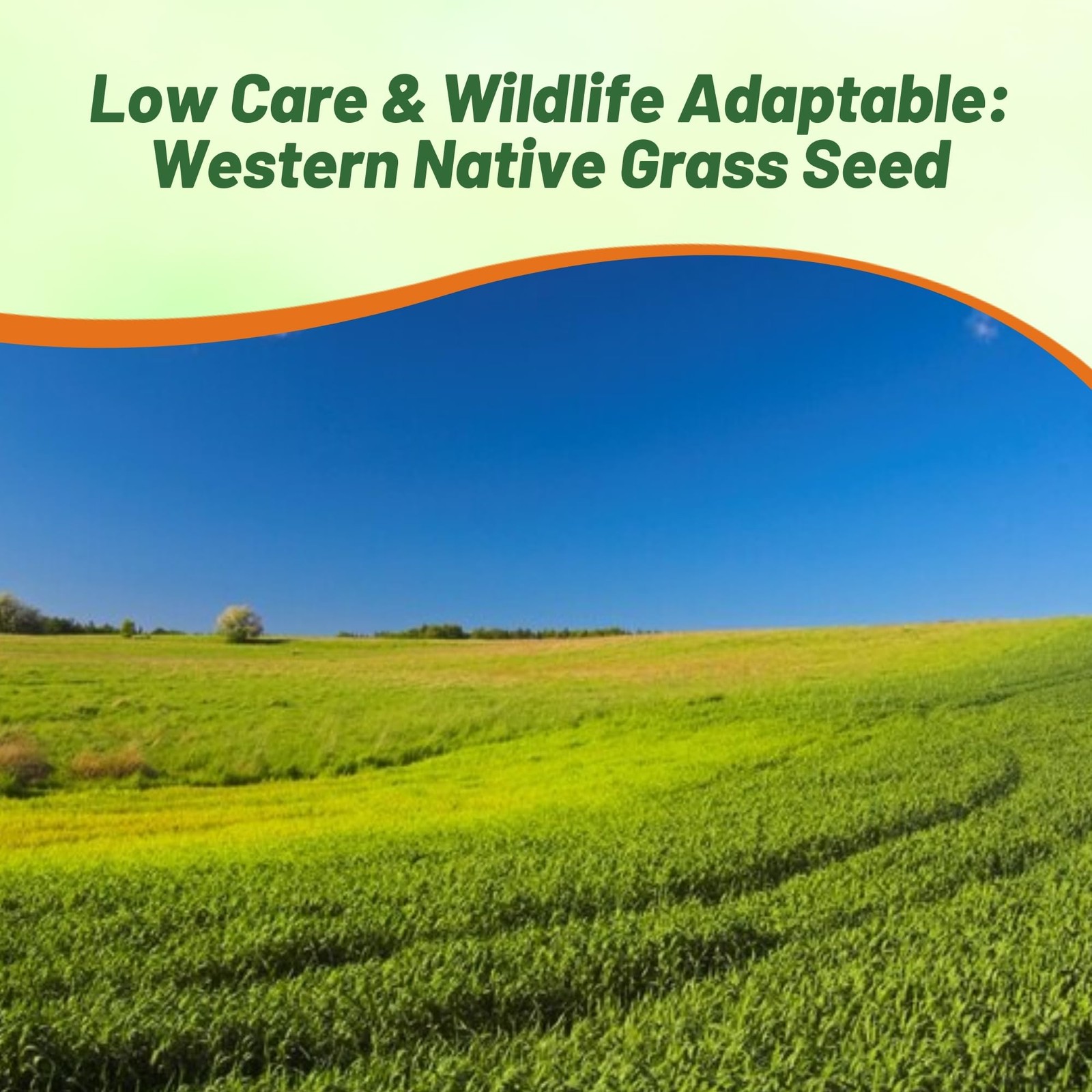 Western Native Grass Seed Mix – 1 lb. Perennial Blend of Warm & Cool Season, …