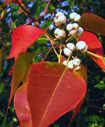 LIVE PLANTS CHINESE TALLOW TREE POPCORN CHICKEN FLORIDA ASPEN TRIADICA SEBIFERA