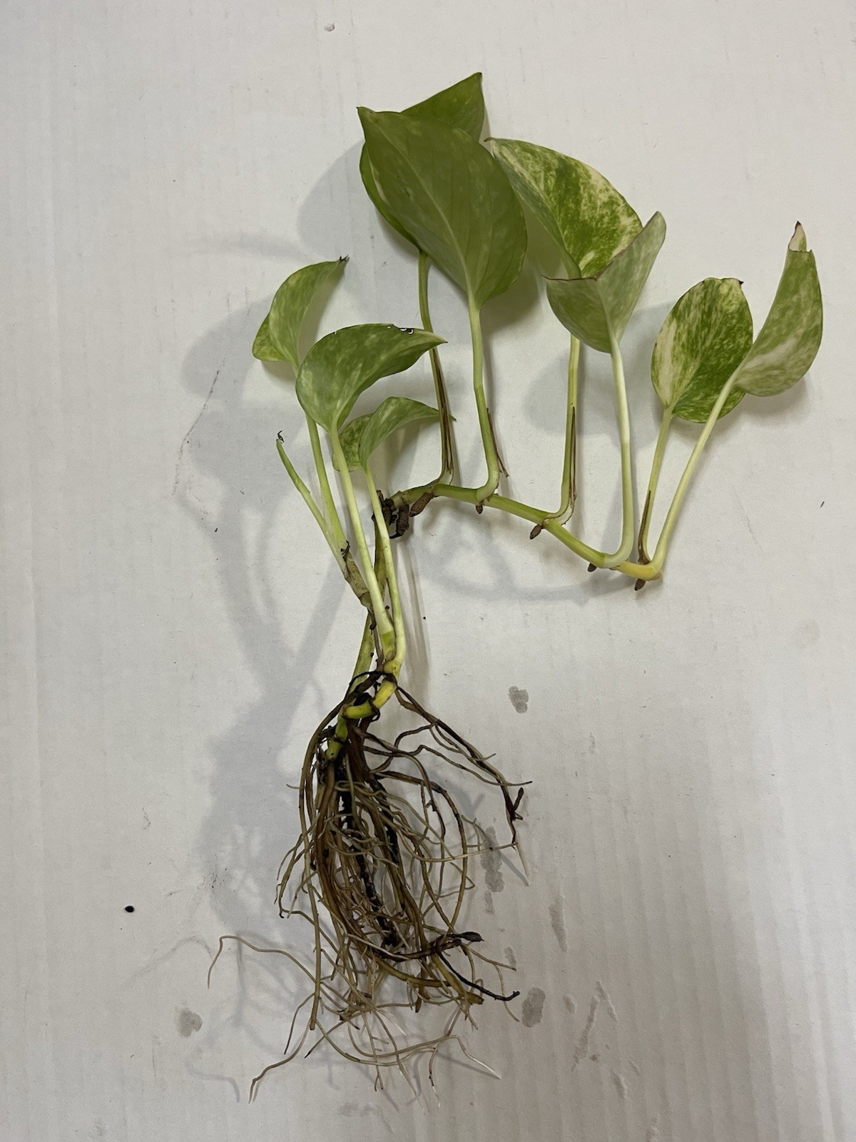 Pothos Indoor Live Plant 7in – 10in Cutting 3PC Well Rooted NO POT Good In Water