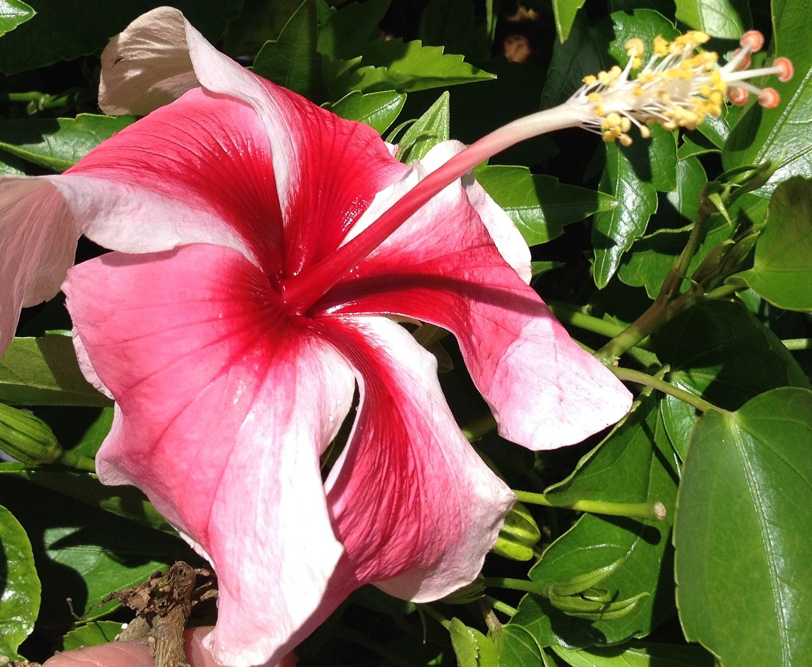 Tahitian Maid Tropical Rare Heirloom Hibiscus Plant Pink White Pinwheel Flower