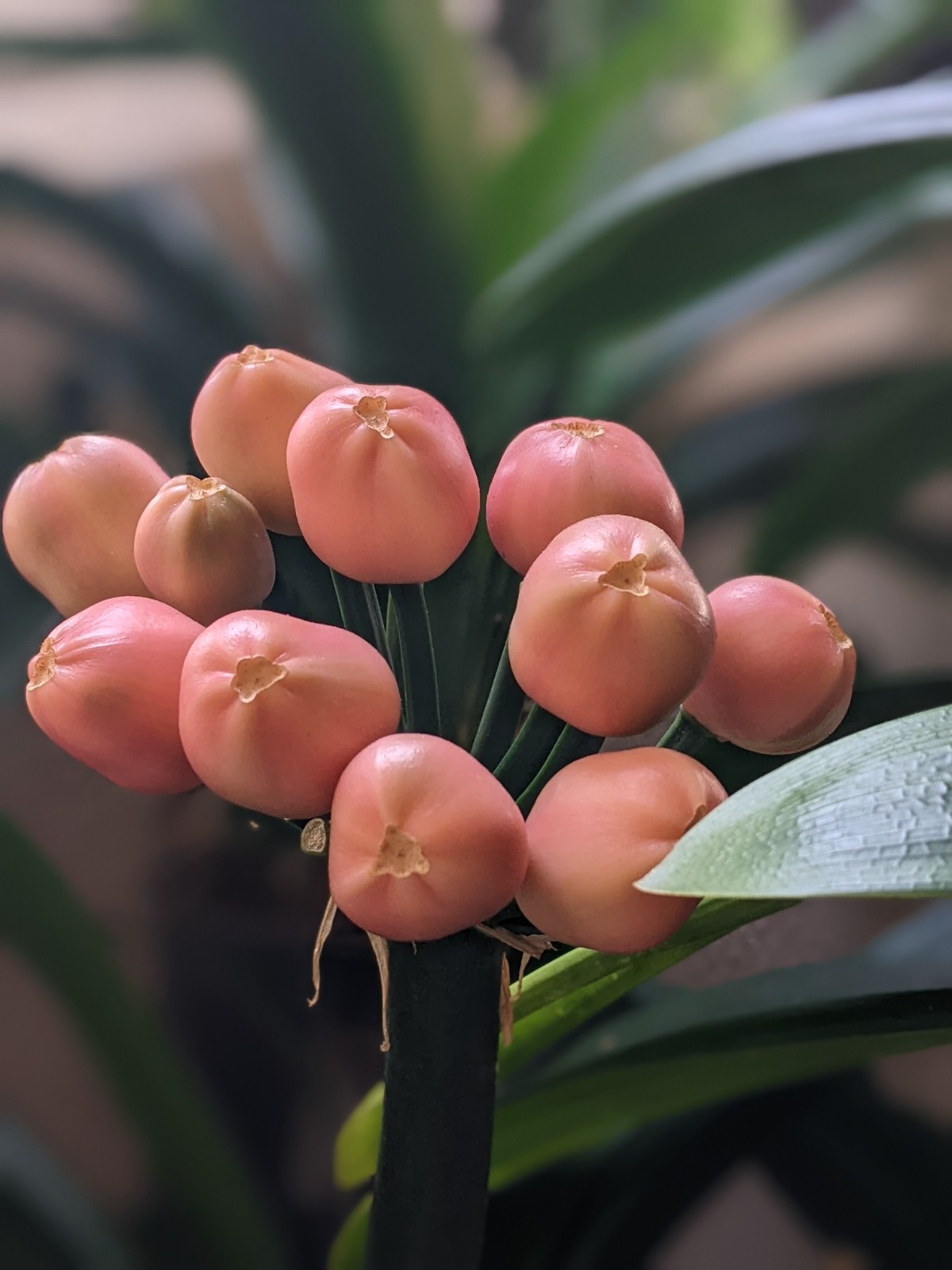 Clivia Seedling ~ Rudo Lotters Peach/Pink, Self-pollination, FREE Shipping