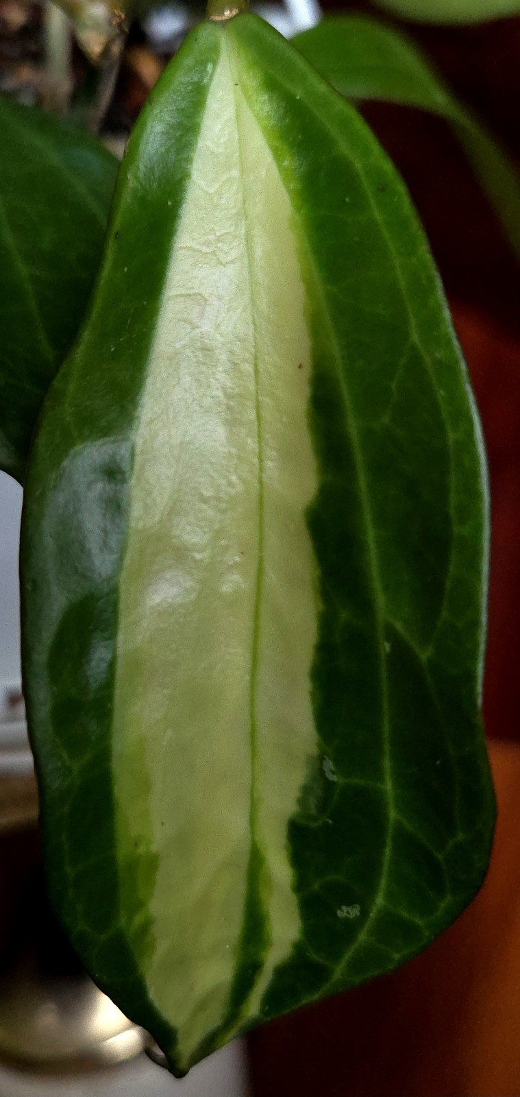 Rare Reverse Variegated Hoya Latifolia 24″ Tall Not Monstera Philodendron Aroid