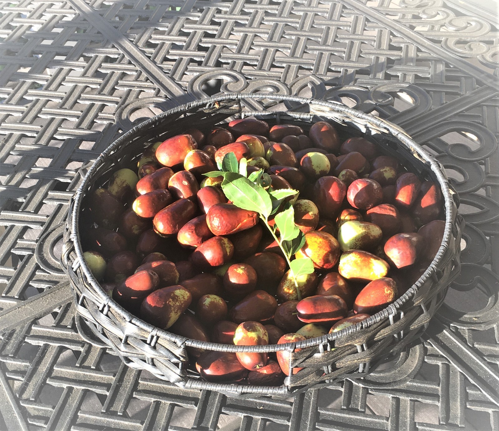 Lang JuJuBe Tree Cuttings, Chinese Dates, 5 pcs