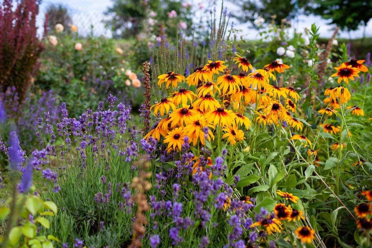 3 Black Eyed Susan Wildflower Bare Roots Rudbeckia
