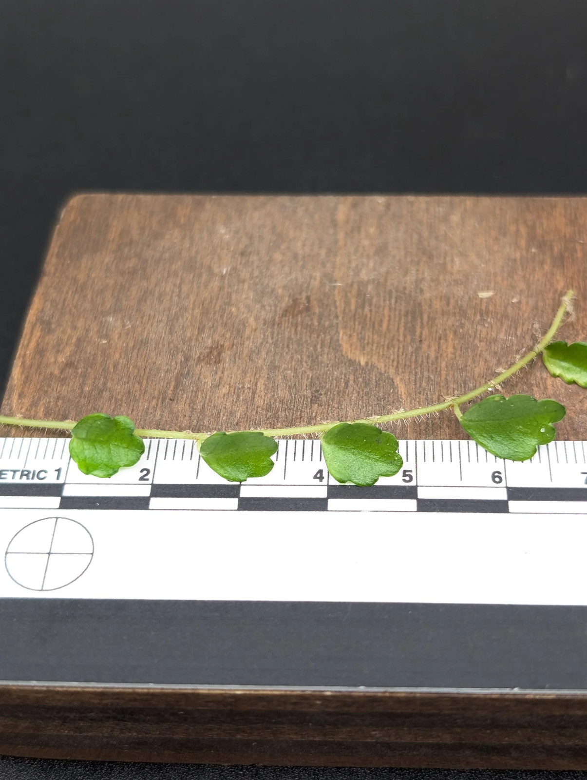 Pilea sp. surigao ‘string of toads’ (Phillipines) [cutting]
